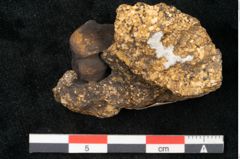 Foto (Seitenansicht) von Fagus sp. (NHMW-GEO-2024-0188-11471)